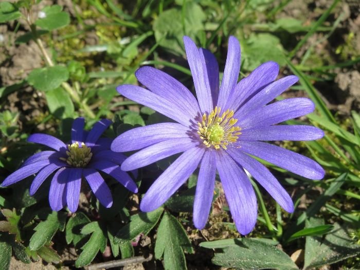 A pair of vibrant purple Windflowers, thriving in a garden environment, showcasing their delicate and colorful petals ideal for windy conditions.
