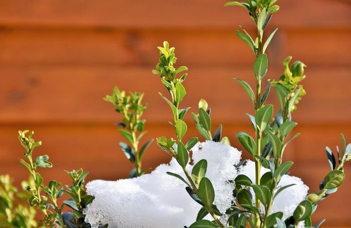 Close-up of boxwood branches with a layer of snow, illustrating the need for winter protection such as wrapping in burlap, using anti-transpirant sprays, and adding mulch to keep the roots warm.