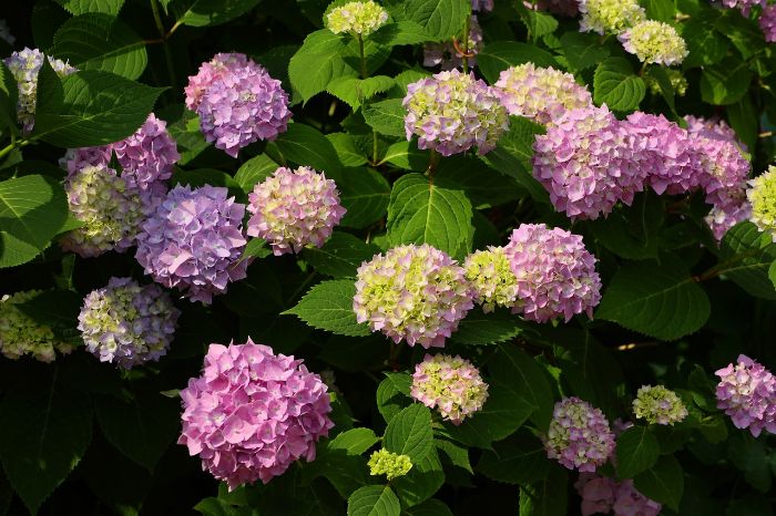 Lush hydrangea shrubs in full bloom, showcasing their large summer flowers which transition to intriguing dried blossoms in winter, exemplifying multi-season garden interest.