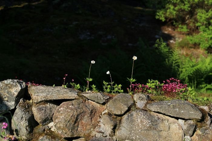 Alpine plants growing in rocky soil, highlighting their resilience in challenging high-altitude conditions.
