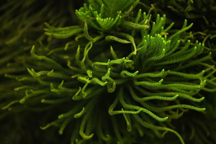 Close-up of Anacharis (Elodea) plant, known for its oxygenating properties and ability to reduce algae growth in water gardens.