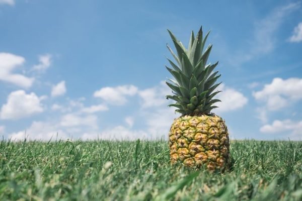 Ripe pineapple standing on green grass under a blue sky, symbolizing the anti-inflammatory benefits of growing pineapples.