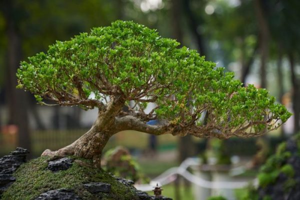 A beautifully cultivated bonsai tree, showcasing the intricate art of bonsai cultivation and care in a serene garden setting.