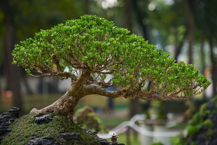 A beautifully cultivated bonsai tree, showcasing the intricate art of bonsai cultivation and care in a serene garden setting.