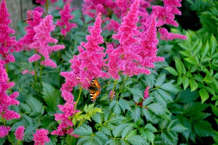 Vibrant pink astilbe flowers with feathery blooms thriving in a shaded garden, accompanied by lush green leaves and a butterfly perched on one of the flowers.