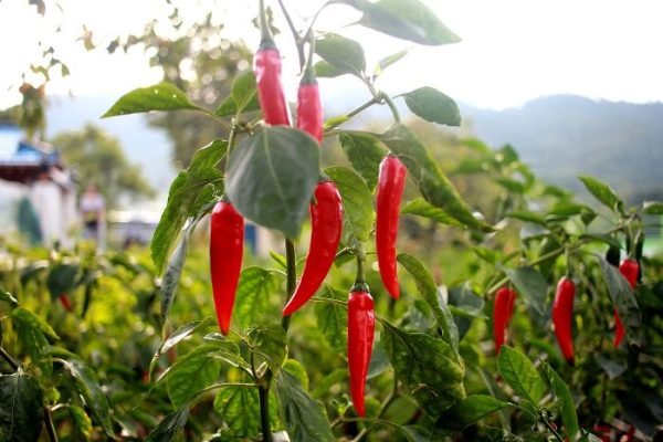 Close-up of vibrant red peppers growing in a garden, illustrating the benefits of companion planting with basil to enhance flavor and repel insects.