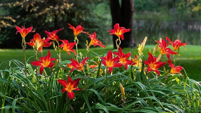 Vibrant red and orange low-maintenance flowers thriving in a garden, illustrating the benefits of having plants that require minimal care and resources.