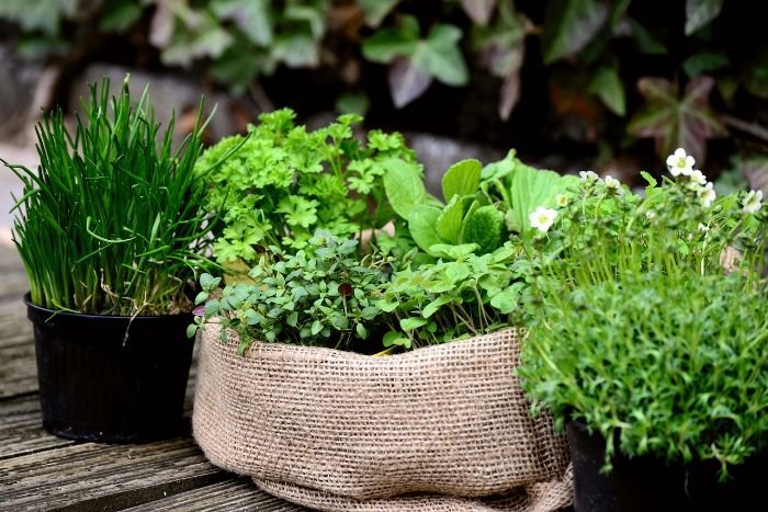 A variety of herbs growing in pots, illustrating the benefits of sensory gardens for relaxation, mental health, and well-being.