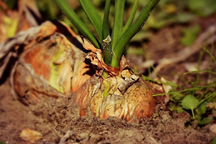 Close-up of an onion plant growing in healthy, well-structured soil, demonstrating the benefits of permaculture soil management practices such as composting and mulching.