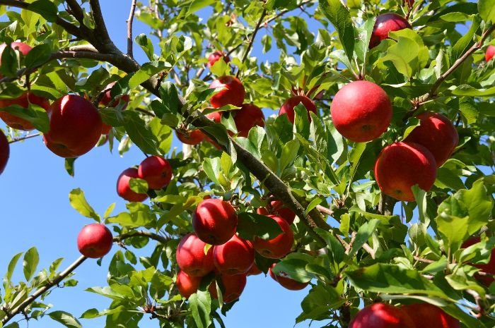 Apple tree with bright red apples hanging on its branches, illustrating the visual appeal and practicality of fruit trees in a garden.
