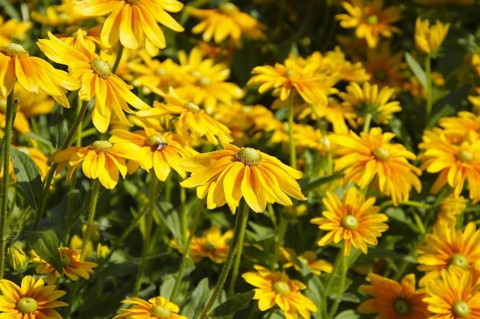 Black-Eyed Susan (Rudbeckia) flowers in full bloom, showcasing their bright yellow, daisy-like petals and resilient nature, perfect for windy garden sites.