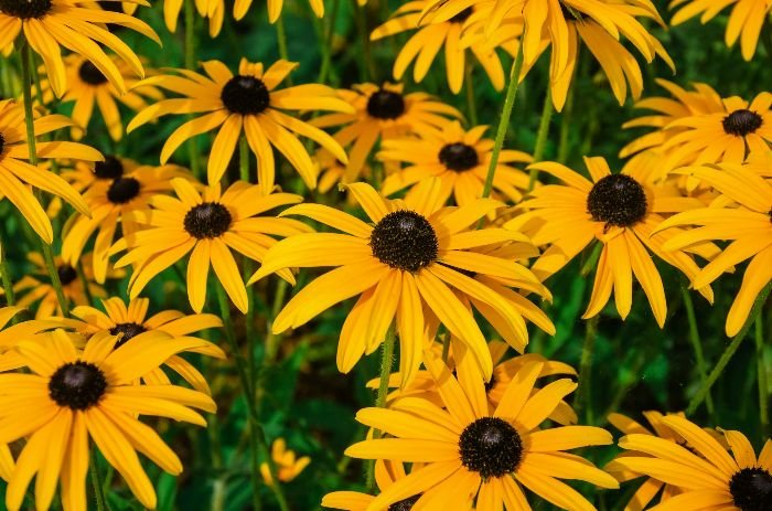 Close-up of vibrant Black-Eyed Susan flowers with yellow petals and dark centers, showcasing their resilience and ability to thrive in hot and dry conditions.