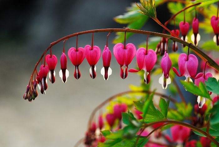 Delicate bleeding hearts with heart-shaped pink and white flowers hanging gracefully from a stem, thriving in a shaded garden area.