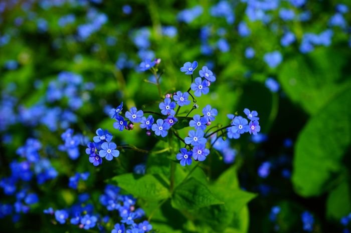 Close-up of Brunnera with heart-shaped leaves featuring silver patterns and dainty blue flowers, adding charm to a shaded garden area.