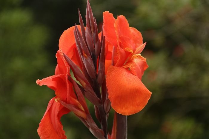 Canna plant, ideal for wet climates due to its water-loving nature and resilience in high humidity, making it a great choice for gardens in moist environments.
