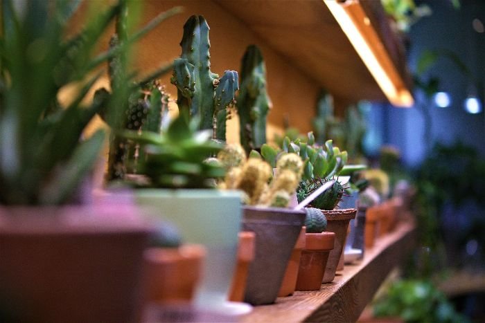 A variety of heat-tolerant plants, including cacti and succulents, arranged in pots on a shelf, showcasing their ability to thrive in hot climates.