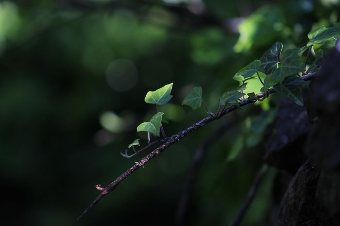 A delicate ivy branch extending into a shaded area, demonstrating the importance of choosing the right shade-loving plants for low-light spots in a garden.