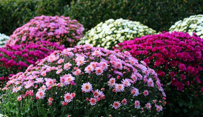 Colorful chrysanthemums in a permaculture garden, showcasing their role in integrating beauty and function in sustainable garden design.