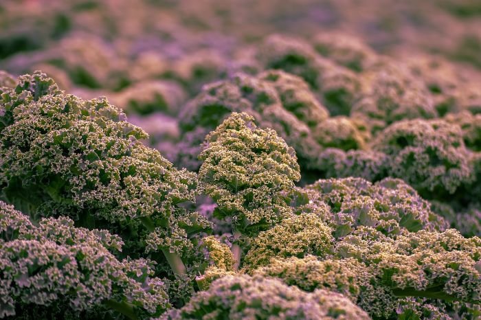 A garden bed filled with vibrant, textured leafy greens such as kale and Swiss chard in various shades of purple, red, and green, adding both visual interest and nutritional value to the garden.