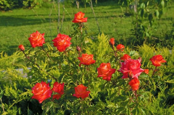 Red and orange roses in a garden, showcasing the combination of aesthetics and aromas