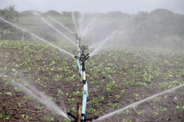 Sprinkler system in action watering a garden, illustrating the comparison between drip and sprinkler irrigation systems for garden efficiency and plant health.