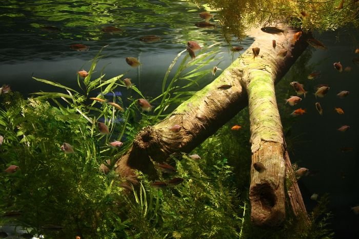 Underwater view of an aquatic garden with fish, illustrating the importance of choosing compatible plants for fish and wildlife in a water garden.