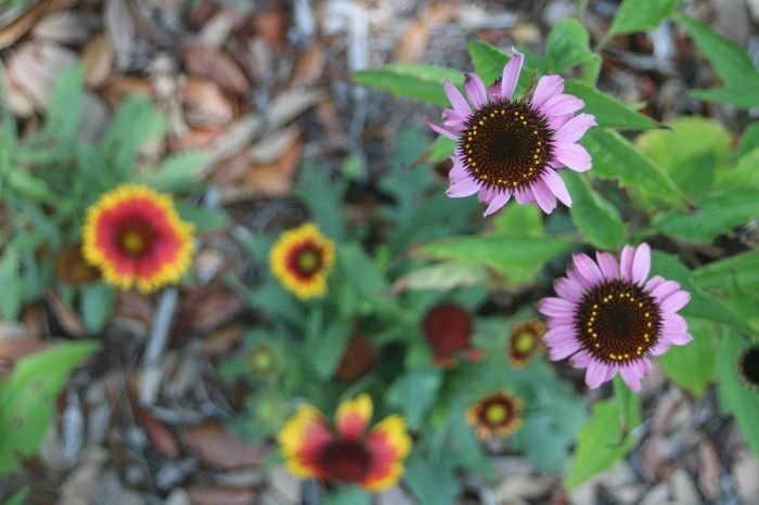 Close-up of vibrant flowers in a garden, highlighting the benefits of composting and mulching for soil health and long-term garden sustainability.