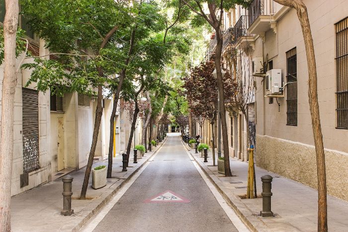 Tree-lined urban street, illustrating key considerations for selecting trees for urban environments.