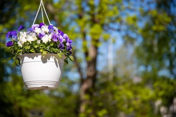 Colorful flowers in a hanging container under sunlight, representing the importance of sunlight in container gardening for maximizing plant health.