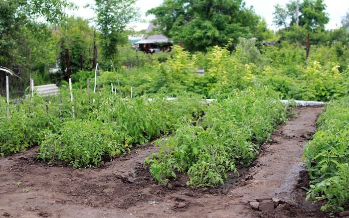 A thriving permaculture garden with lush plants, illustrating the core principles of permaculture for maintaining soil health.