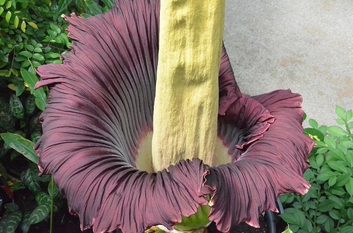 Close-up of a blooming Corpse Flower (Amorphophallus titanum), known for its large size and strong odor resembling rotting flesh, attracting beetles and flies.