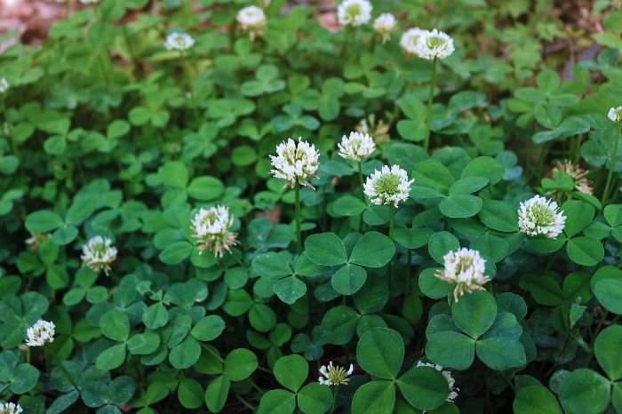 Close-up of blooming clover used as a cover crop to enhance soil health by adding nutrients and increasing soil nitrogen.