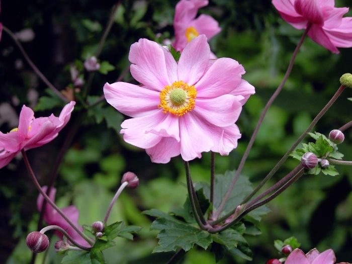 Close-up of a blooming perennial flower, illustrating the enduring beauty and characteristics of perennials in a garden.