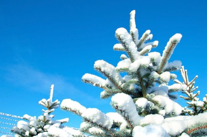 Evergreen trees covered in snow against a clear blue sky, illustrating the beauty and structure of a well-designed winter garden.