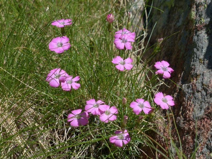 Close-up of vibrant Dianthus flowers in a rock garden, showcasing their bright colors and fragrant blooms, which attract beneficial insects.
