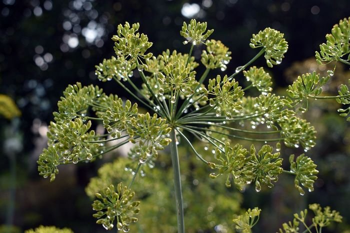 Close-up of a dill plant with delicate, thin leaves and yellow flowers, showcasing its unique texture and adding visual interest to the garden.