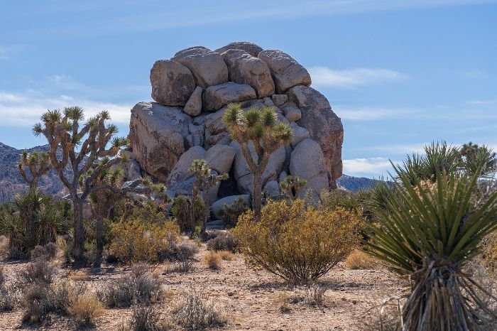 Drought-tolerant plants in a desert landscape, illustrating the types of plants suitable for water-efficient gardens.