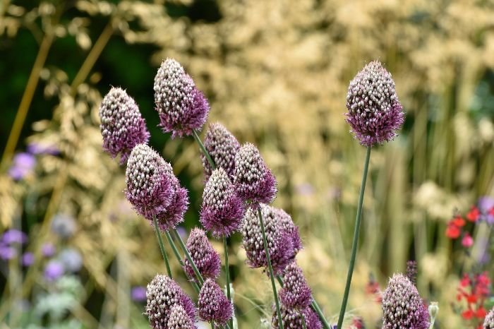 Close-up of Drumstick Allium plants with rattle-like seed pods, perfect for adding a fun, percussion-like sound to your garden when the wind blows.