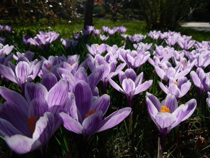 A vibrant sensory garden featuring blooming purple crocuses, illustrating tips for ensuring long-term health and vitality of the garden, including plant division and organic pest control methods.