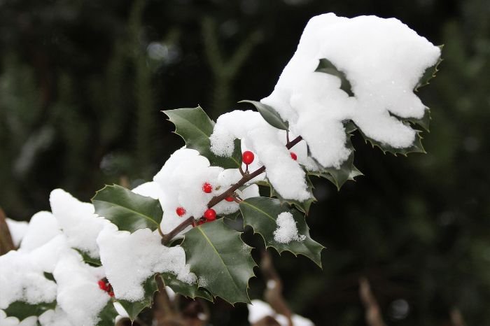 Holly bush with green leaves and red berries covered in snow, exemplifying the resilience and beauty of evergreen trees and shrubs in winter gardens.