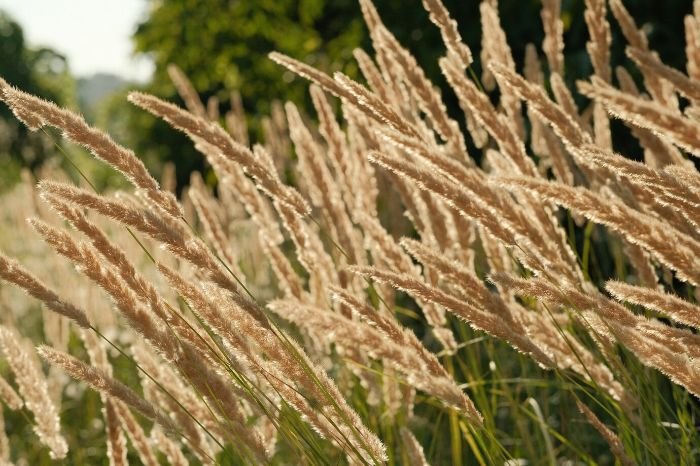 Tall and elegant Feather Reed Grass (Calamagrostis) with slender leaves and plumes swaying in the wind, adding beauty and grace to a garden landscape.