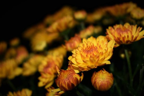 Golden yellow chrysanthemums in bloom, showcasing the importance of proper fertilization to meet their nutrient needs.
