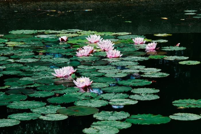 Beautiful floating water plants with pink flowers, illustrating popular choices for water gardens like Water Hyacinth and Duckweed.