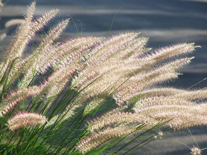 Feathery plumes of Fountain Grass (Pennisetum) cascading gracefully, adding softness and elegance to the garden with vibrant colors.