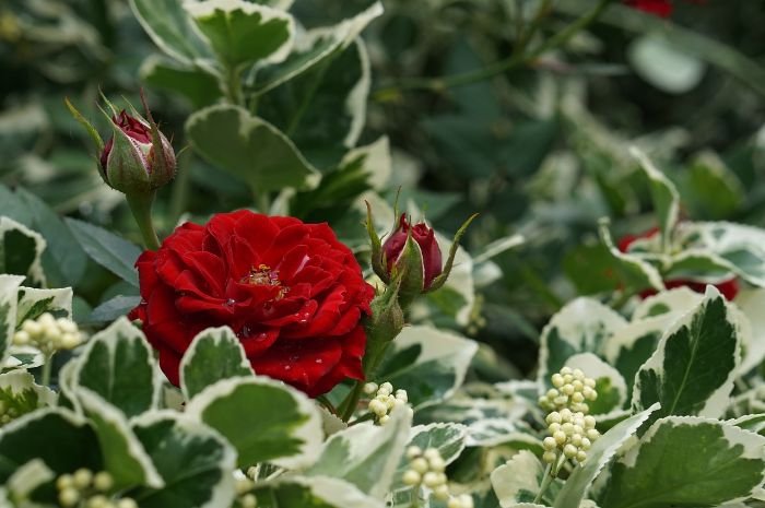 Red rose in a garden, showcasing fragrant plants for an aromatic garden experience