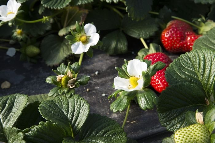 Close-up of strawberry plants with ripe and unripe strawberries, showcasing the joy of picking and eating fresh fruit straight from the garden.