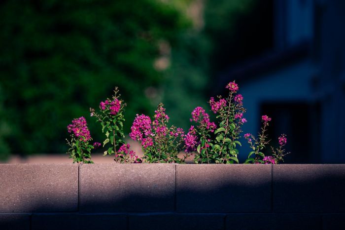 Shade-tolerant flowering plants growing behind a garden wall, showcasing gardening ideas for low-light areas.