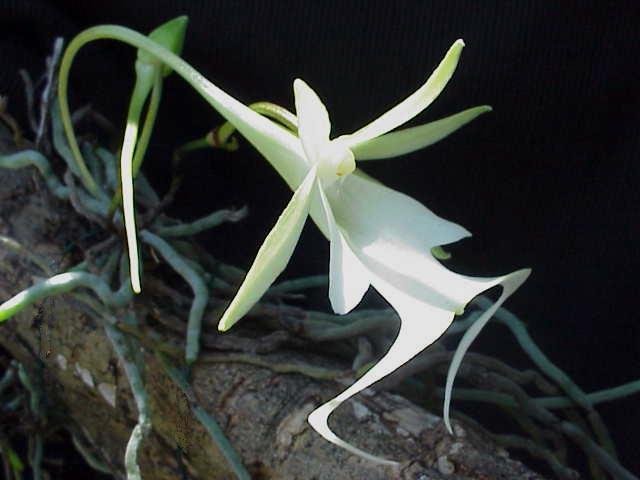 Close-up of a Ghost Orchid (Dendrophylax lindenii) with its distinctive white, ghostly flowers growing on another plant, showcasing its unique and mysterious appearance.