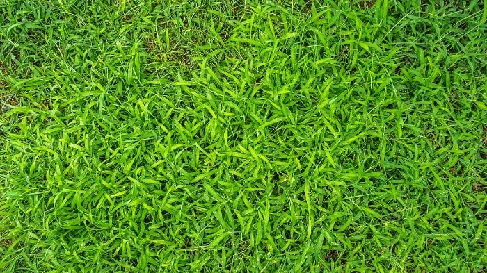 Close-up of lush green grasses and sedges used for stopping soil erosion in gardens.