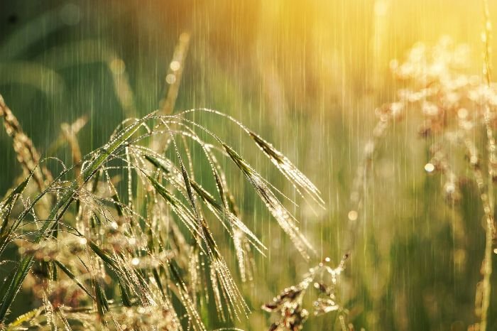 Ornamental grasses glistening in the sunlight during a gentle rain, showcasing their delicate, feathery texture and capturing the seasonal beauty of the garden.